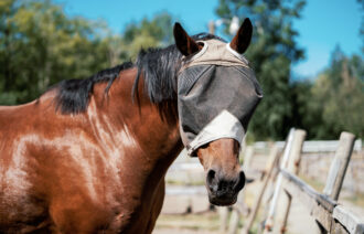 Cheval avec protections contre les insectes