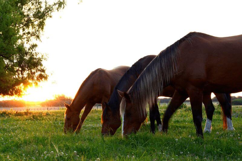 Alimentation_vieux_cheval_Casalys