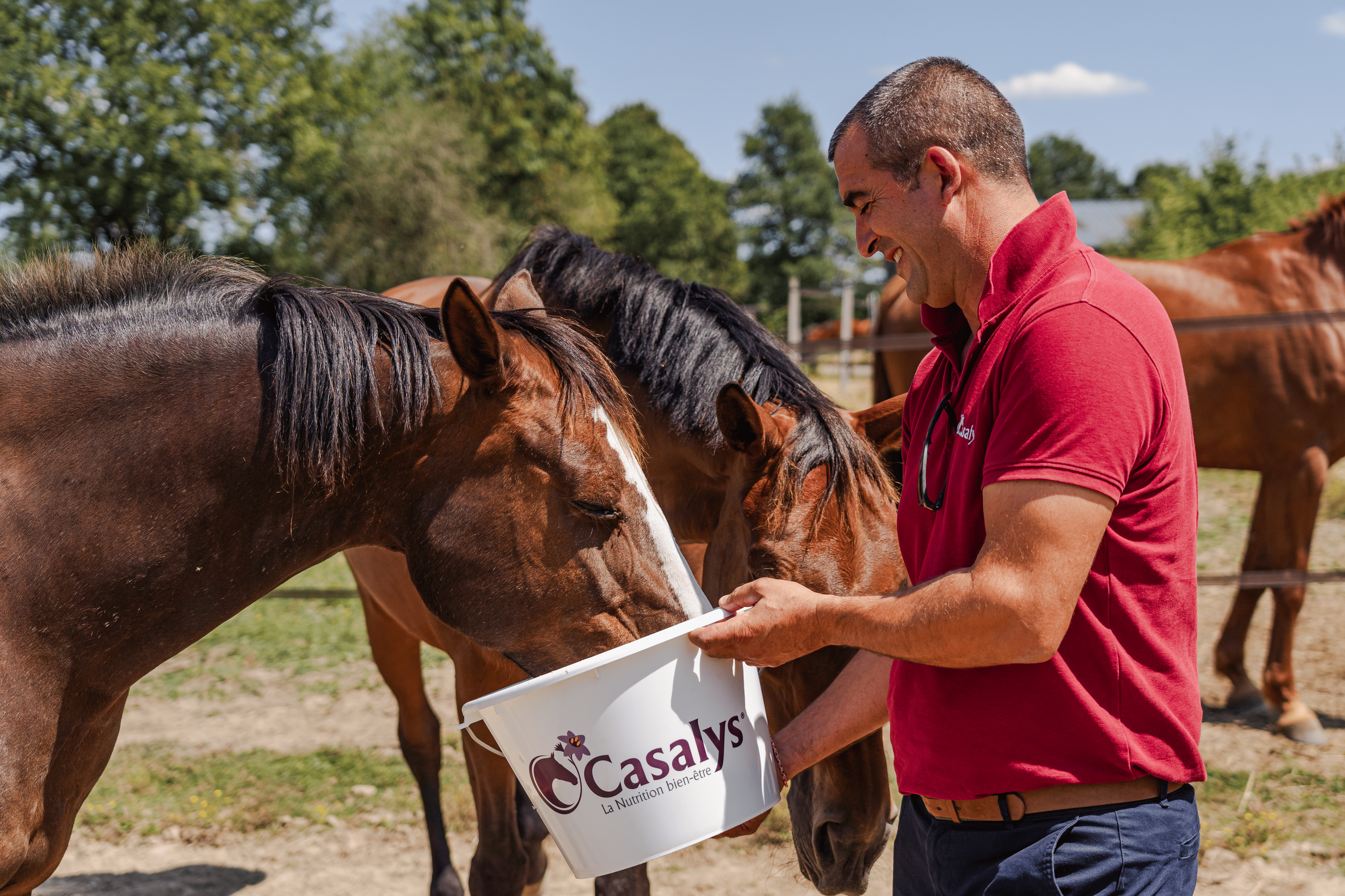 Cheval qui mange de l'aliment dans un seau Casalys tenu par un conseiller technique.