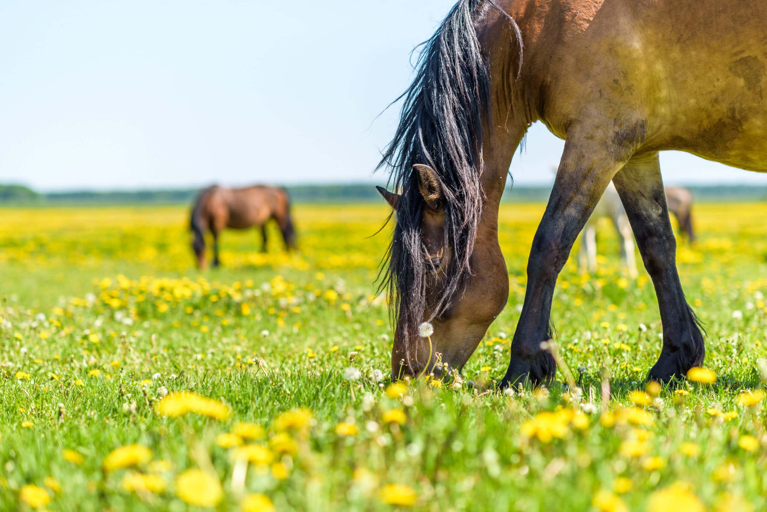 Cheval qui broute de l'herbe dans un pré, au soleil en été.