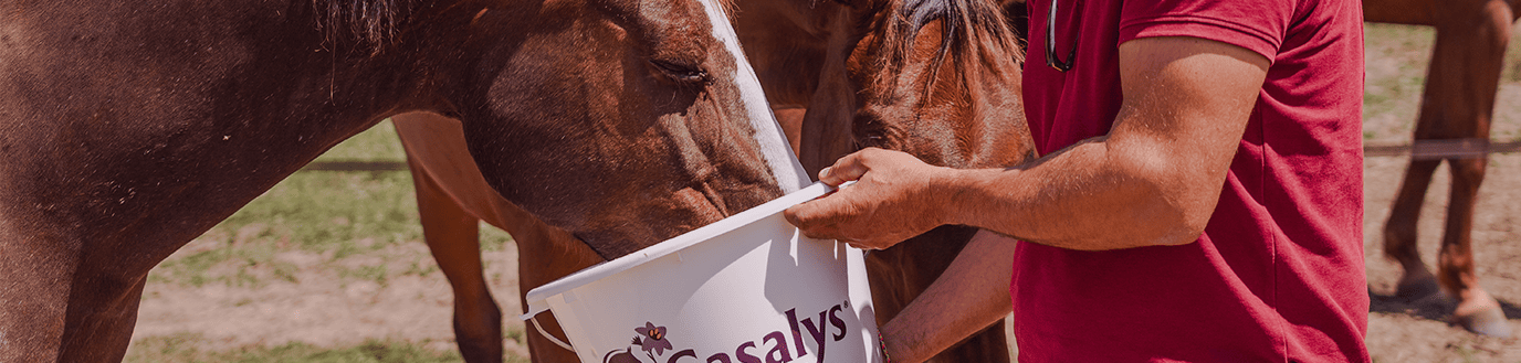 Cheval qui mange de l'aliment complet dans un seau Casalys tenu par un conseiller technique.