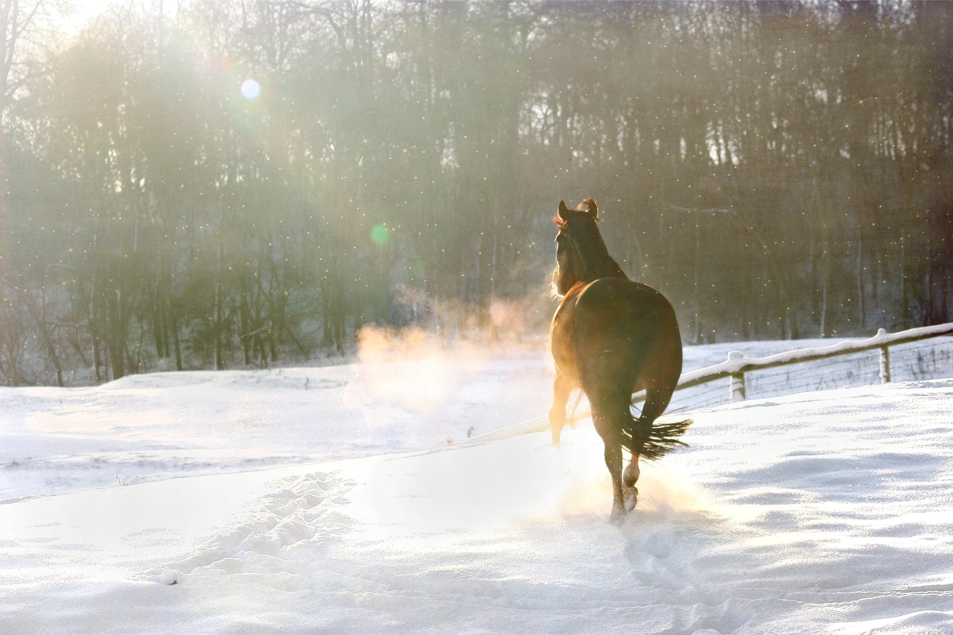 Cheval qui trotte dans la neige en hiver