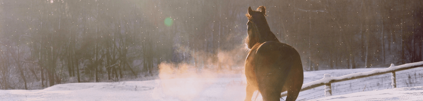 Cheval qui trotte dans la neige en hiver