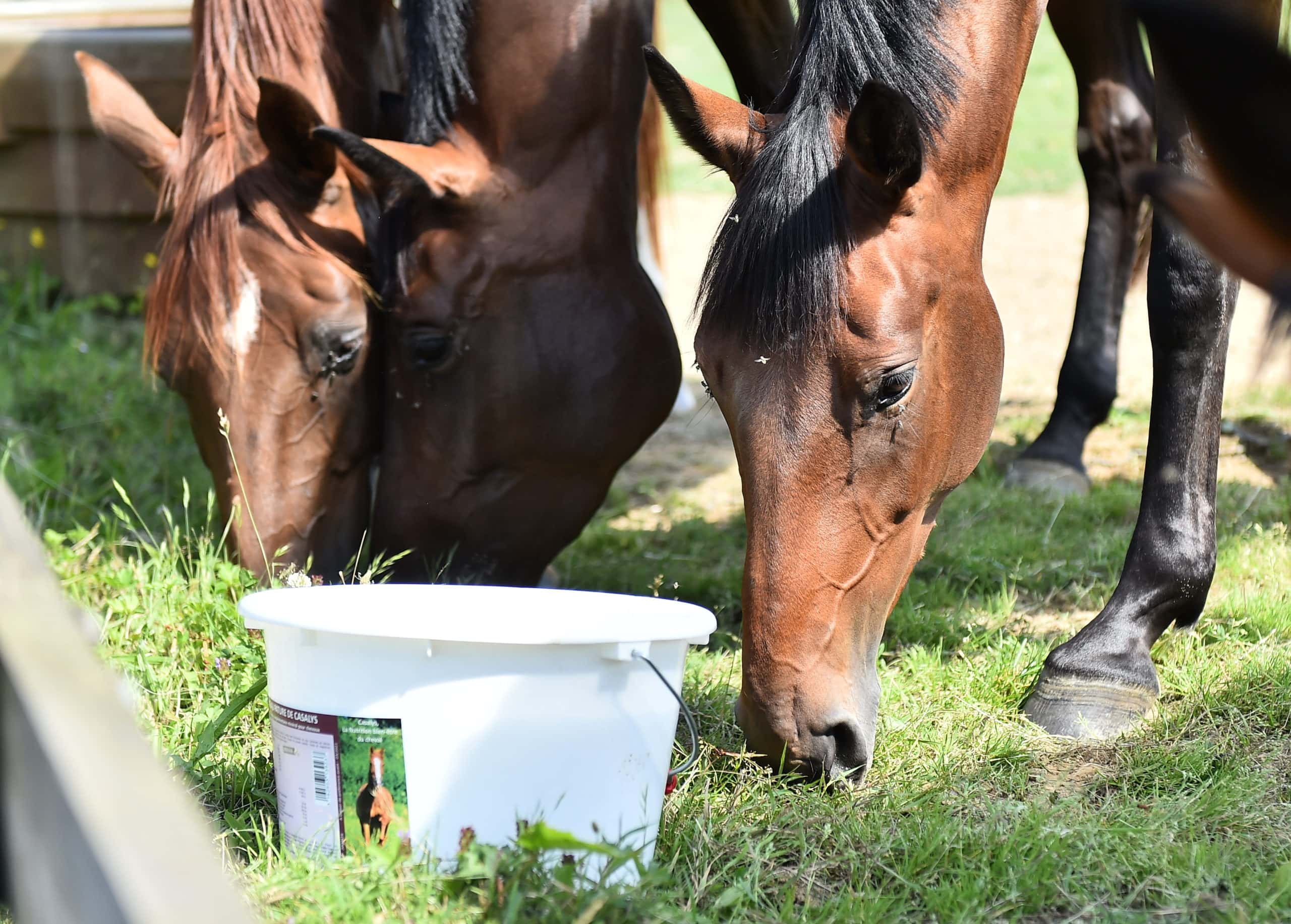 cheval en train de brouter à côté d'un complément alimentaire pour chevaux