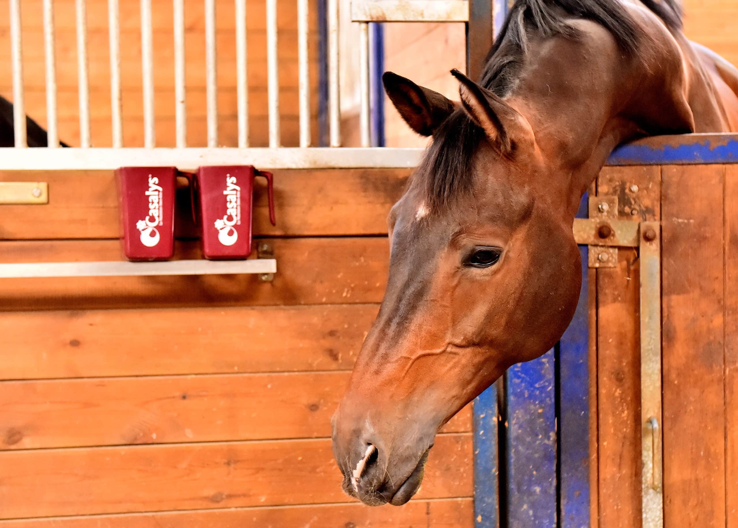 Cheval au box