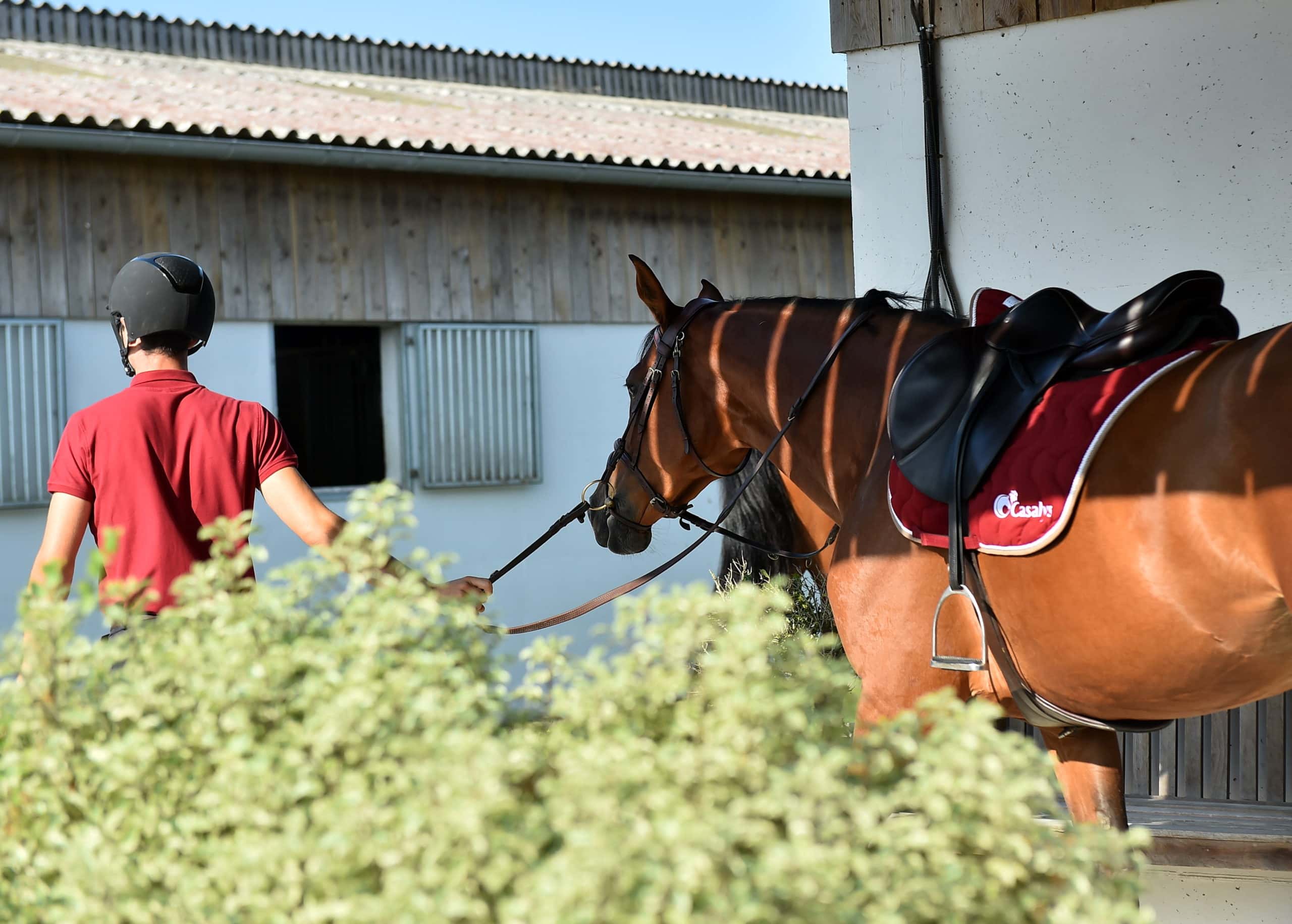 Cheval sportif qui va à l'entrainement