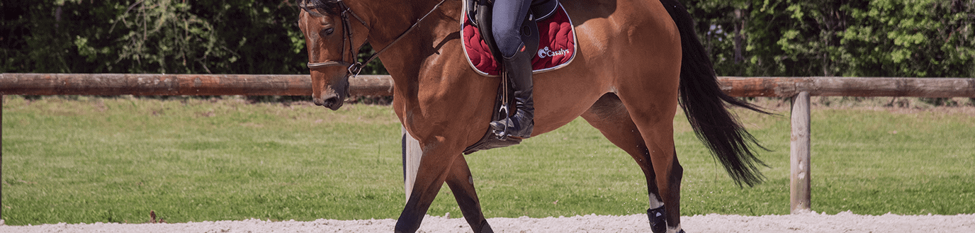 Cheval monté par un cavalier après une pause