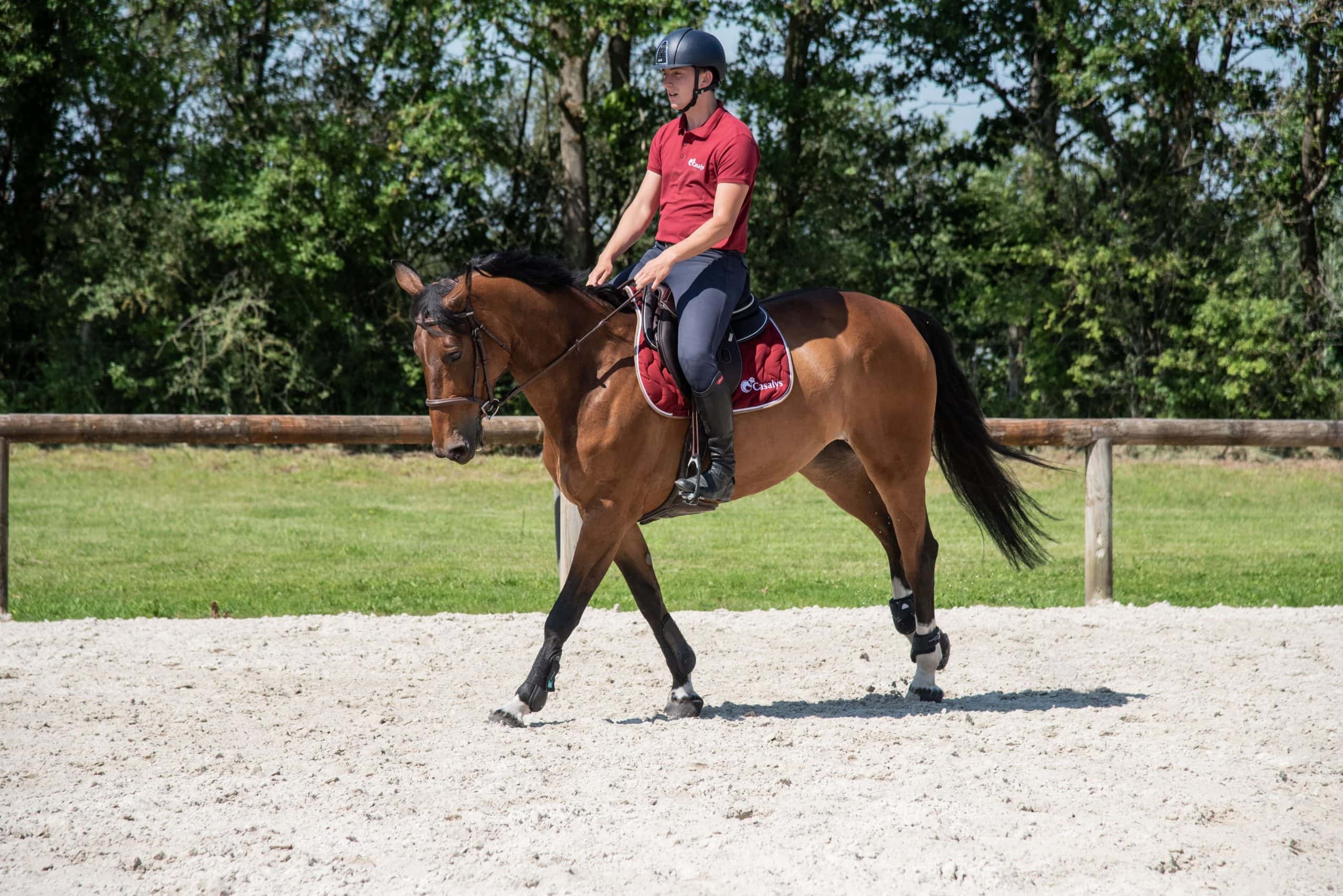 Cheval monté par un cavalier