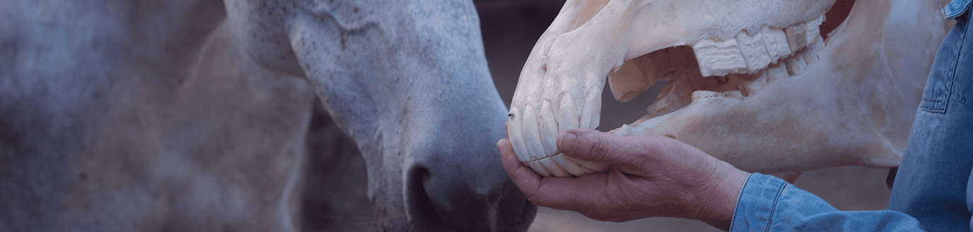 Personne tenant une mâchoire de cheval dans les mains.