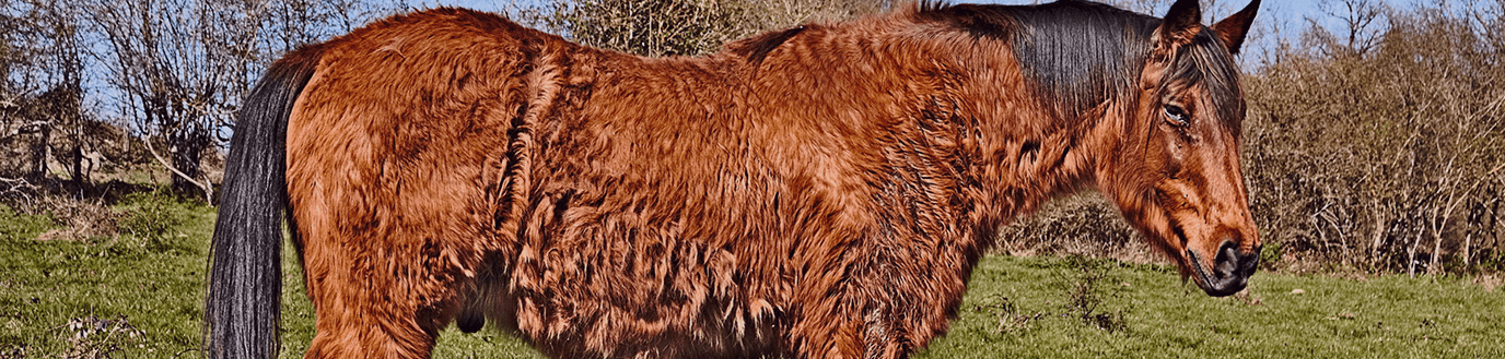 Cheval atteint de la maladie de Cushing