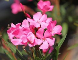 Photo d'une plante toxique pour le cheval : Le laurier rose