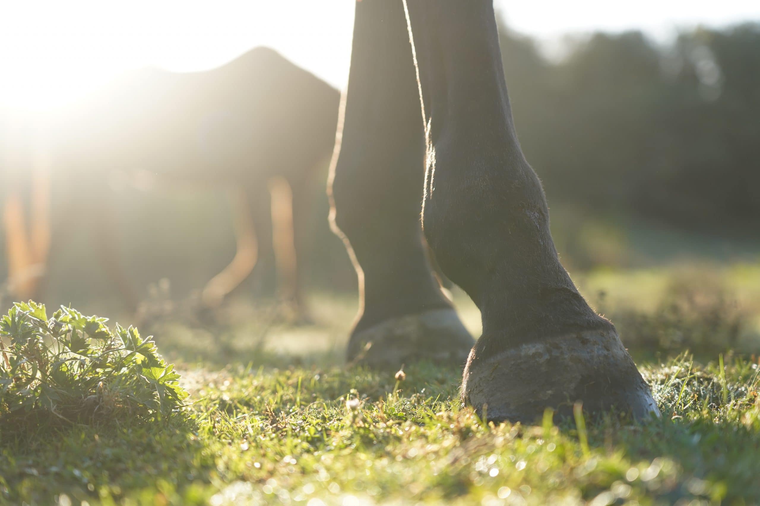 Photo zoomée sur les pieds d'un cheval au pré