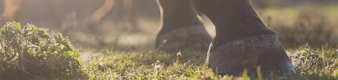 Photo zoomée sur les pieds d'un cheval au pré