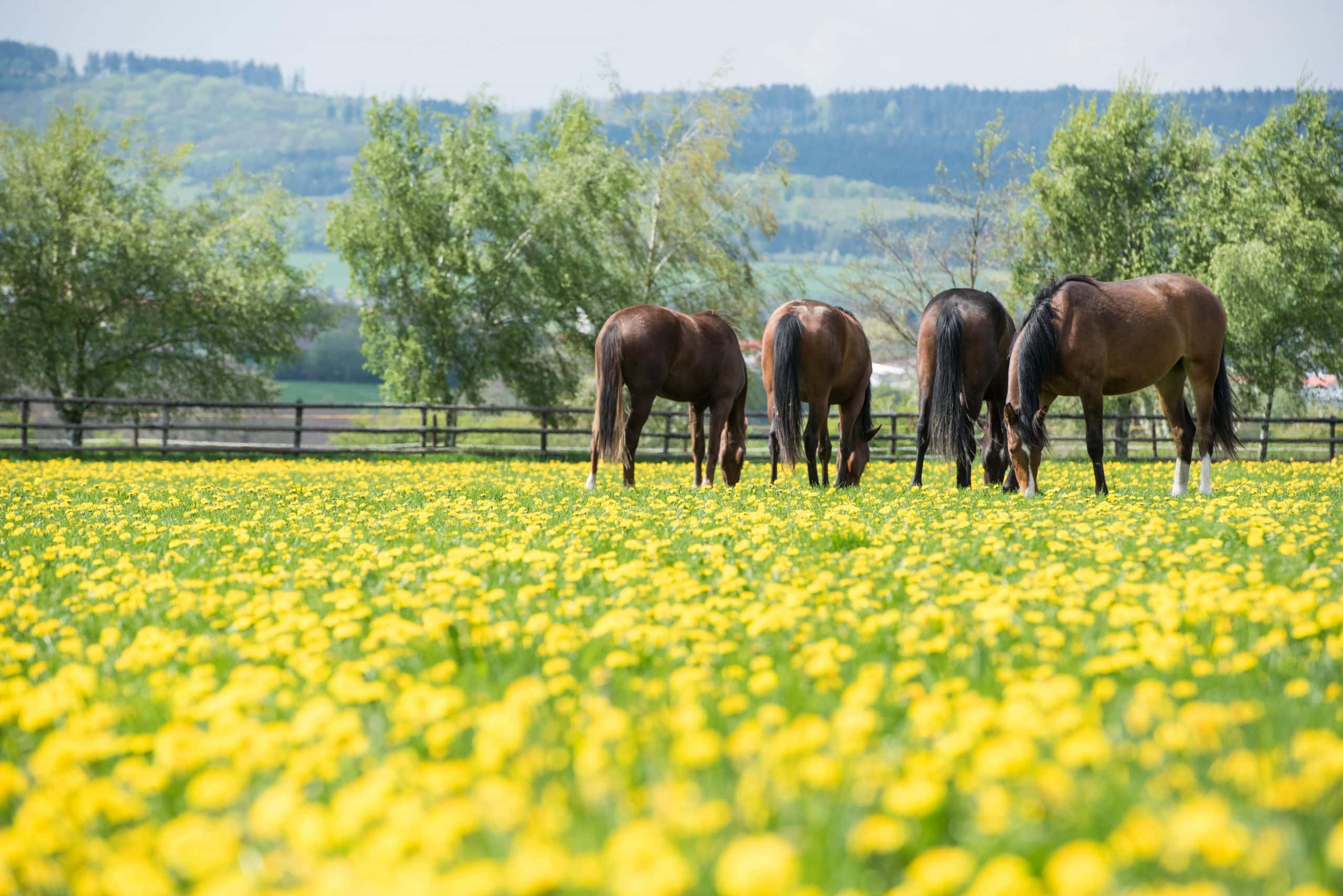 Plusieurs chevaux au pâturage en train de brouter de l'herbe au printemps