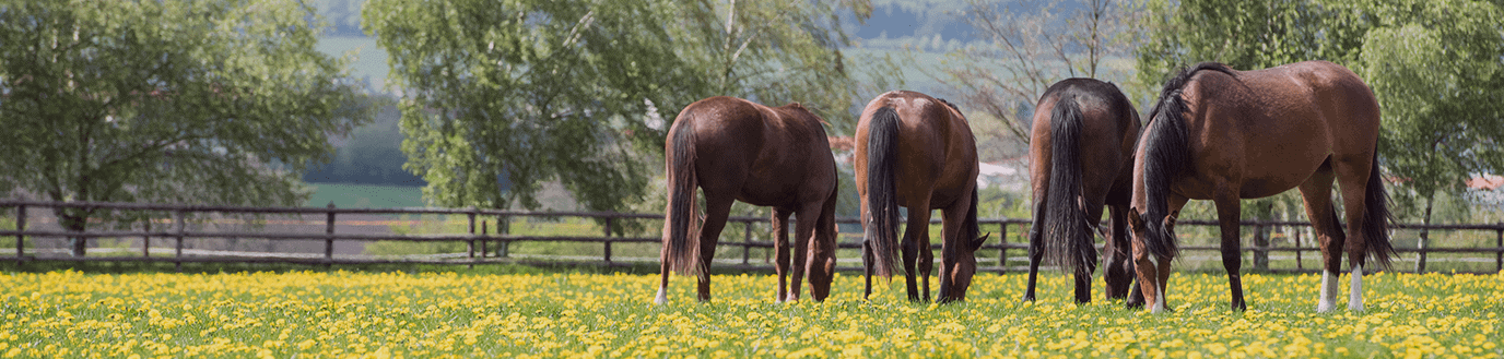 Plusieurs chevaux au pâturage en train de brouter de l'herbe au printemps