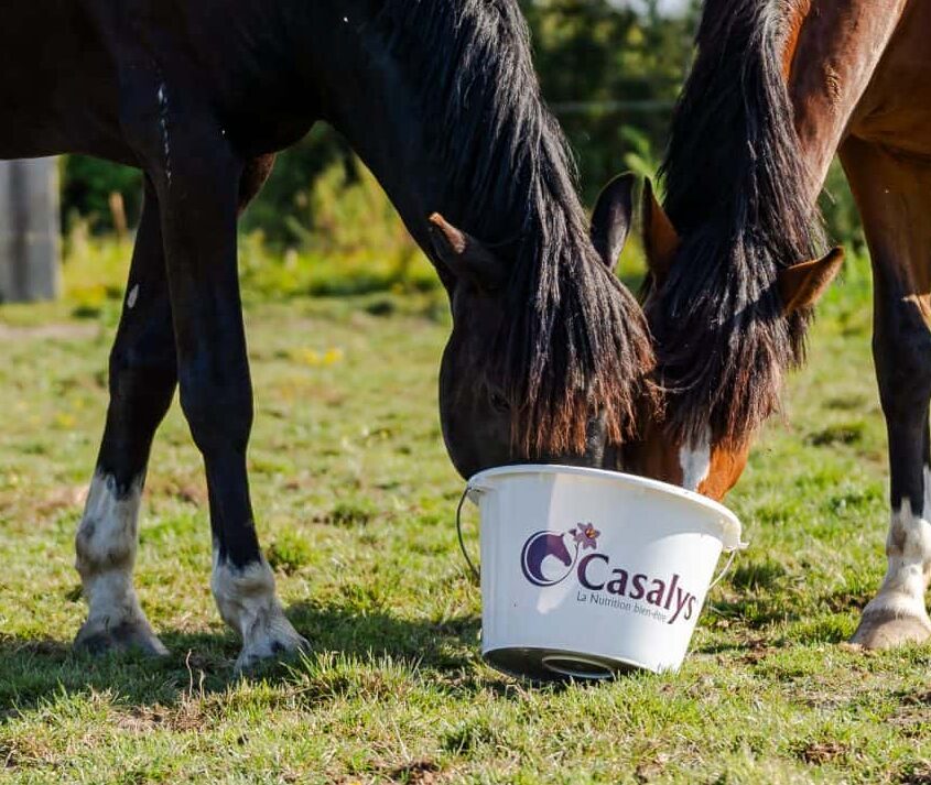 Deux chevaux mangeant dans le même seau dans un pré.