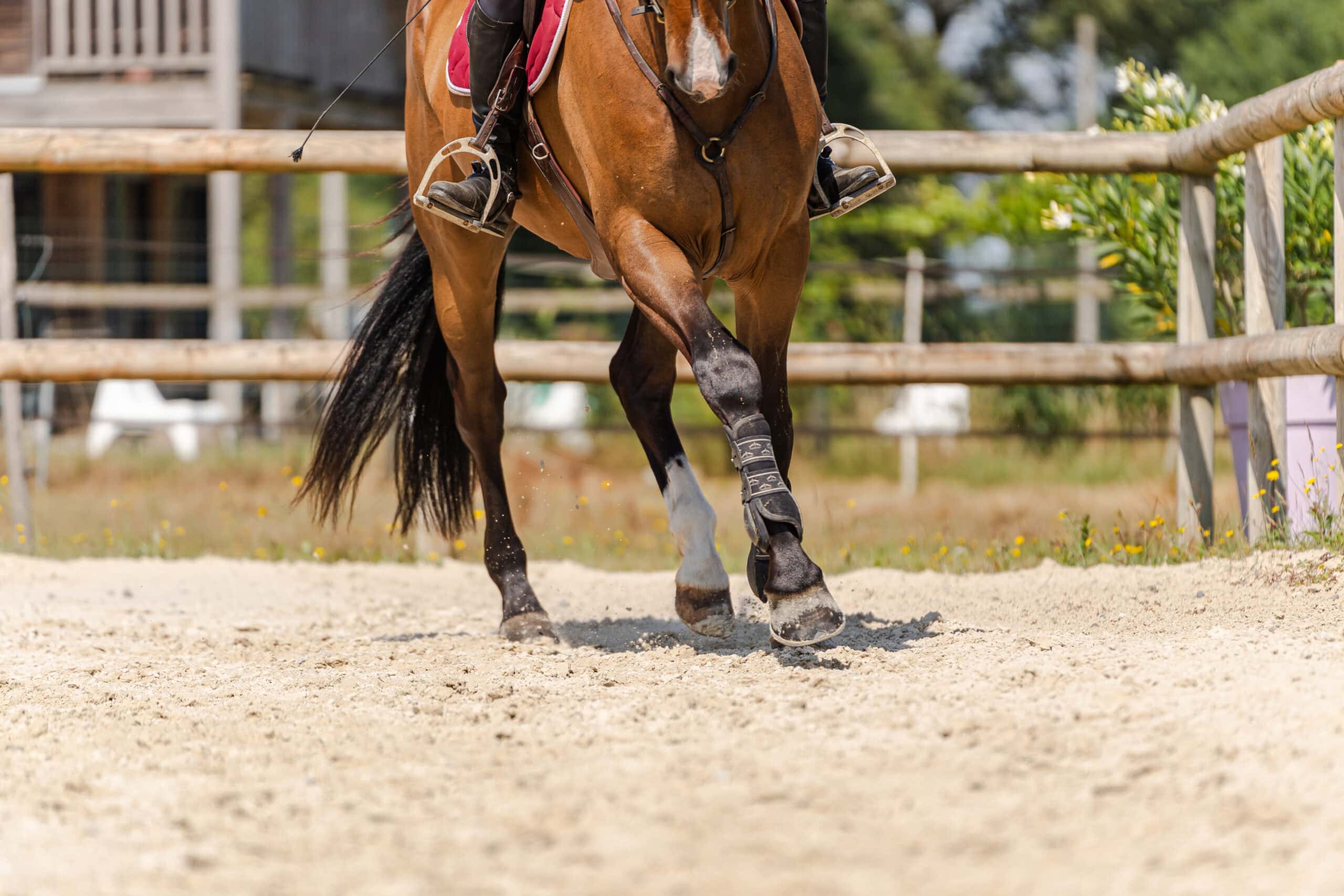 Cheval trottant dans une carrière.