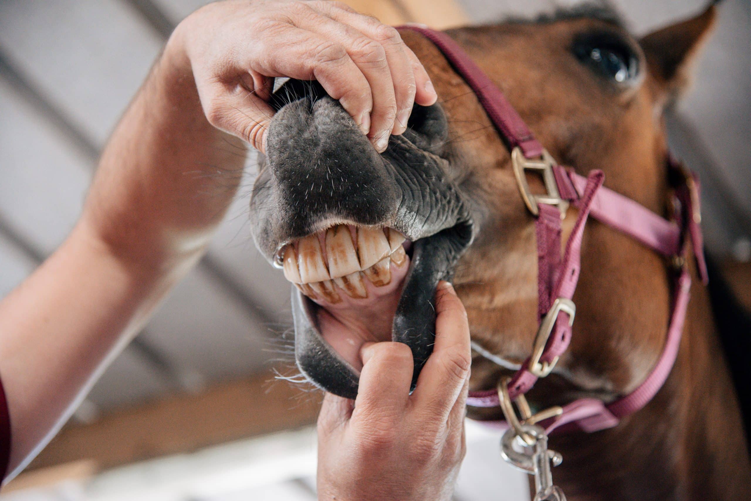 Casalys_personne ouvrant la bouche d'un cheval