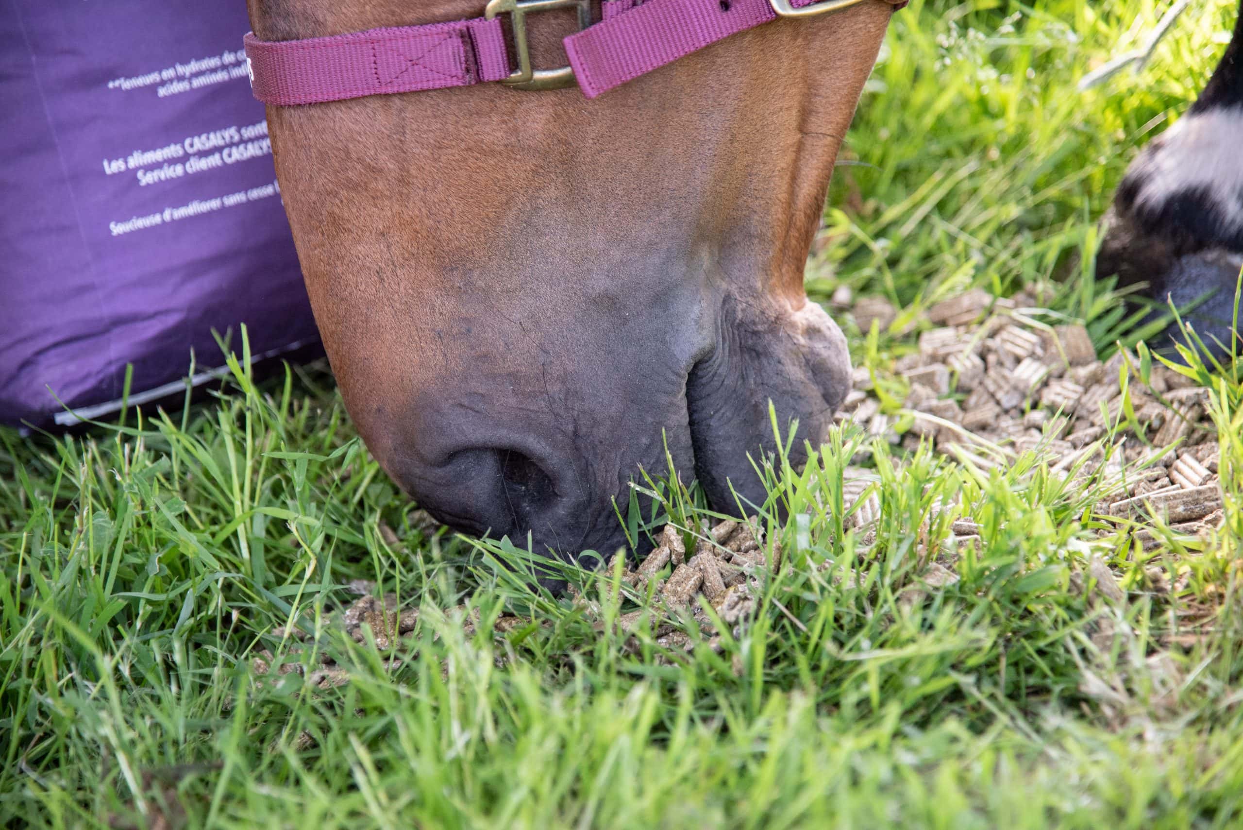 Cheval mangeant des gaufrettes Casalys sur l'herbe