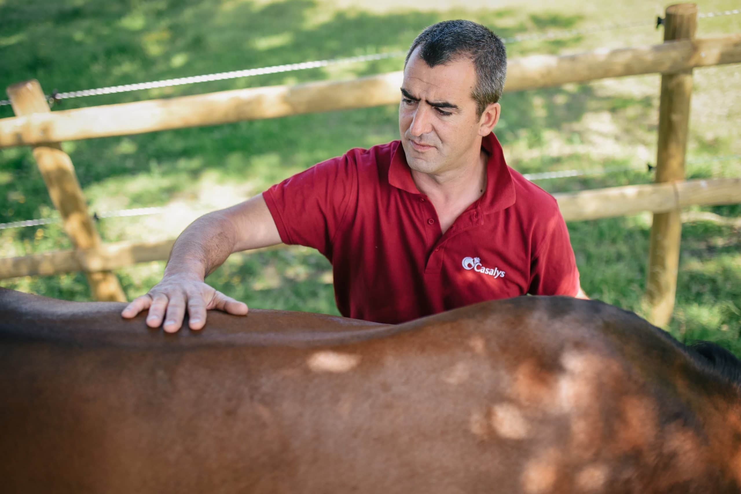 Une personne en train de palper un cheval