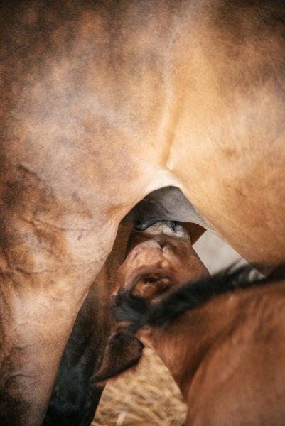 Poulain tétant une poulinière