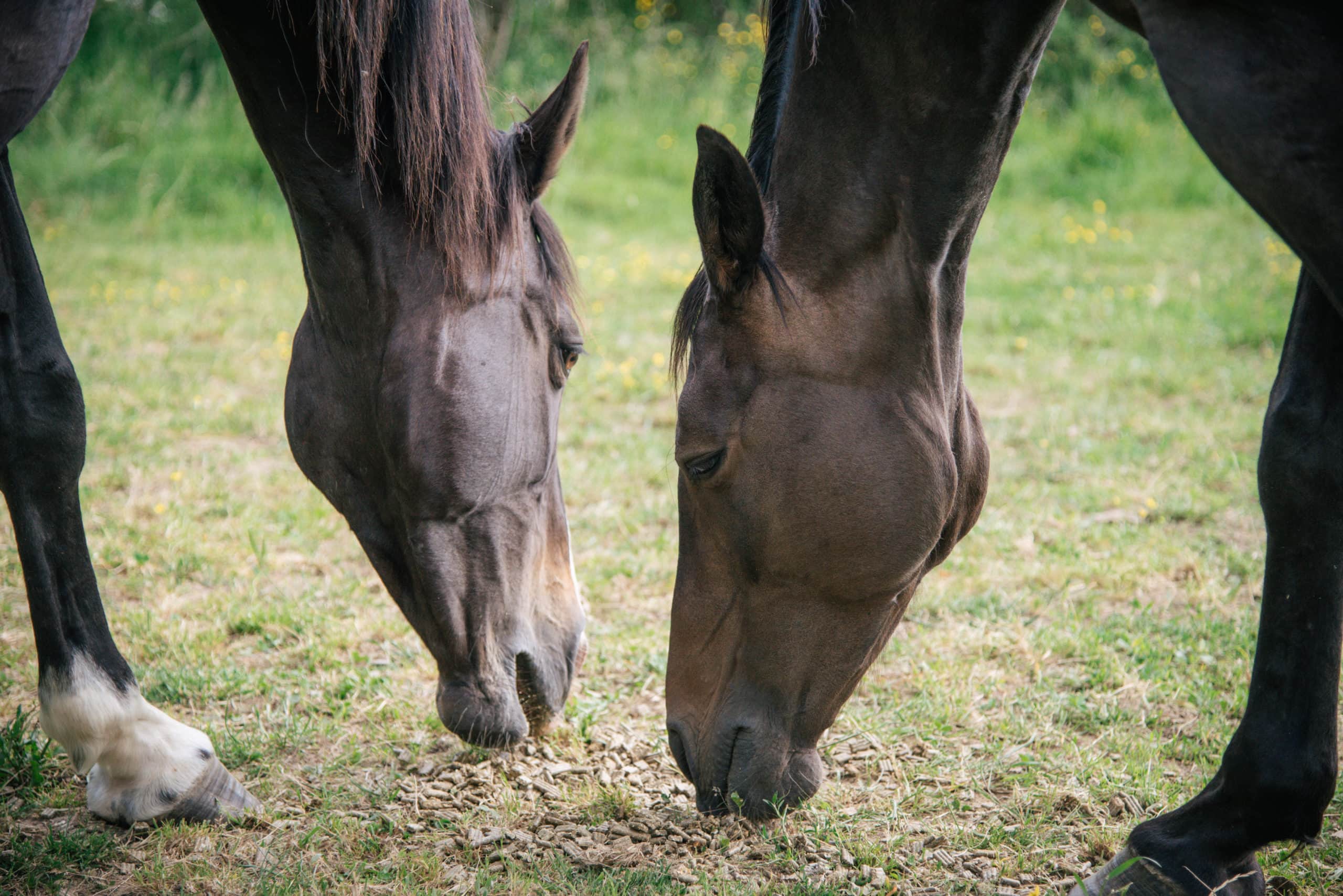 Chevaux_qui_mangent_des_aliments_Casalys