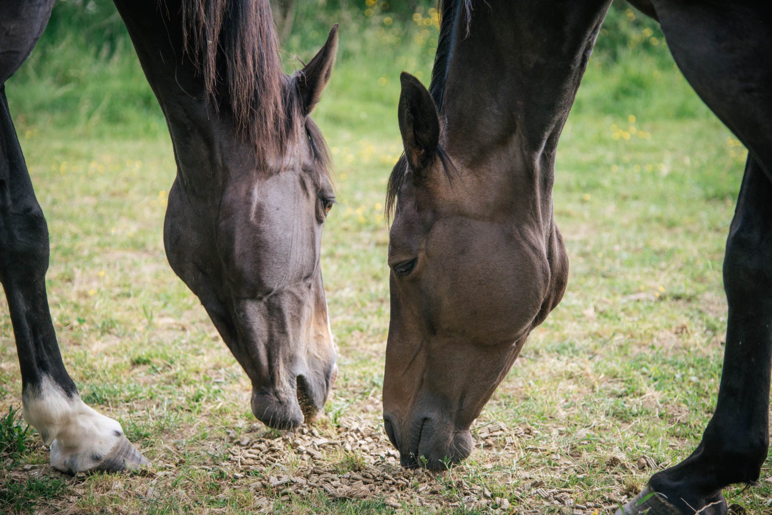 Chevaux_qui_mangent_des_aliments_Casalys