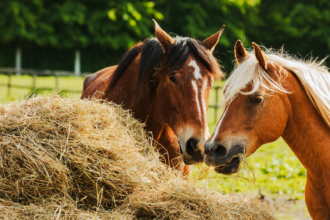 Qualité du fourrage chez le cheval