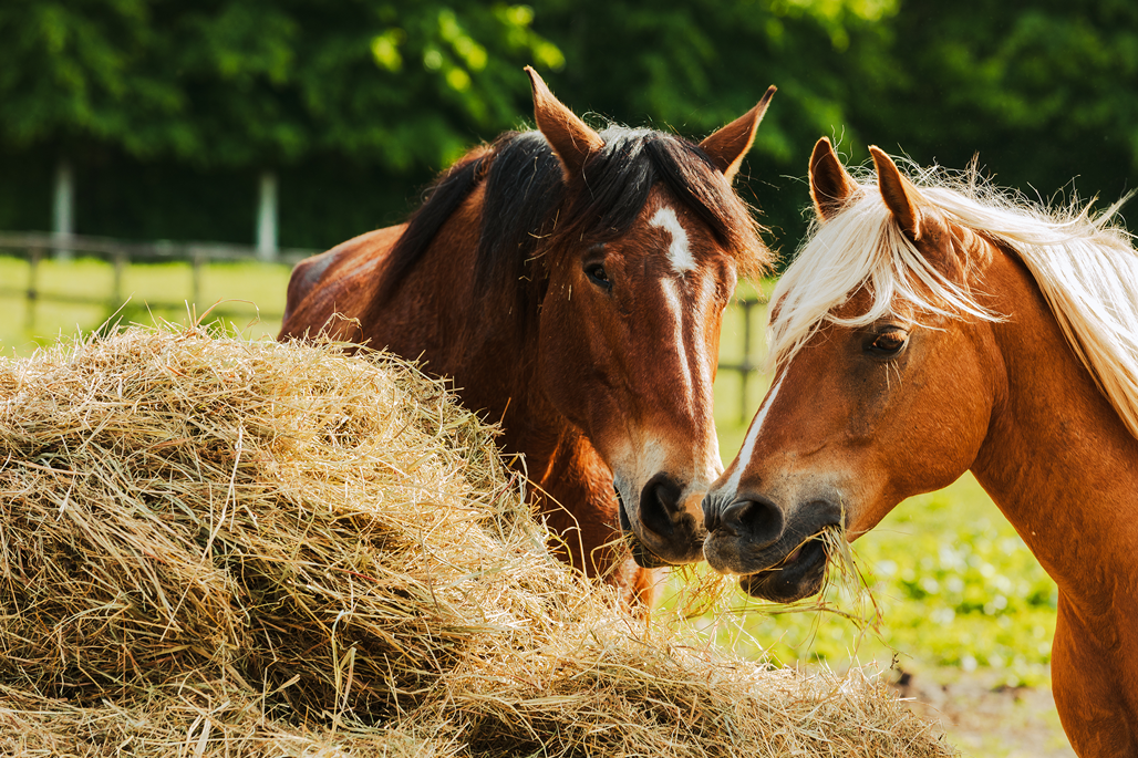Qualité du fourrage chez le cheval