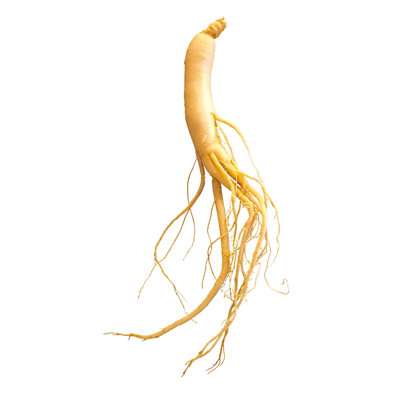 Photo de la plante Ginseng