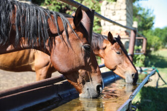 Déshydratation chez le cheval
