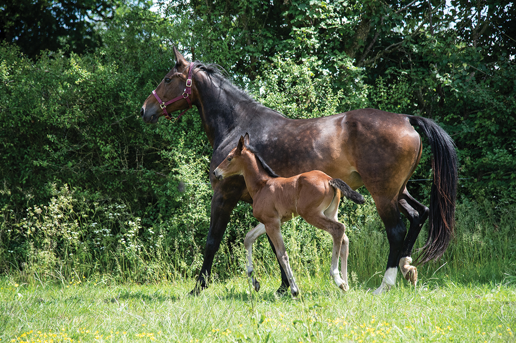 cheval avec son poulain dans un pré