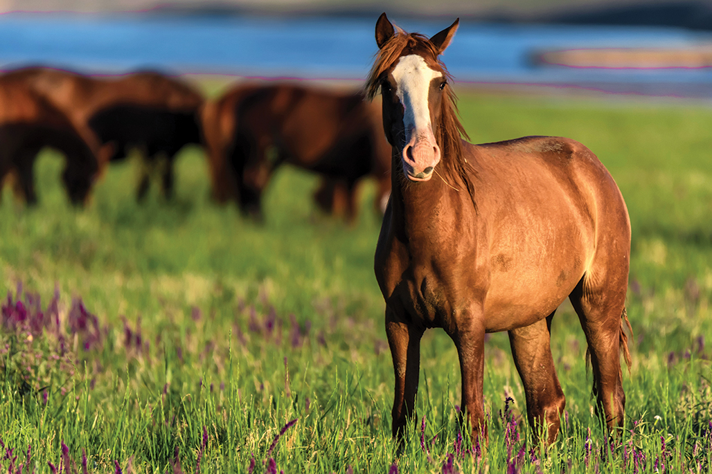 les oligo élements dans l'alimentation du cheval