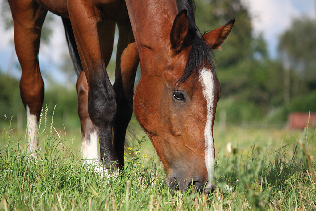 Top 5 des plantes toxiques pour le cheval