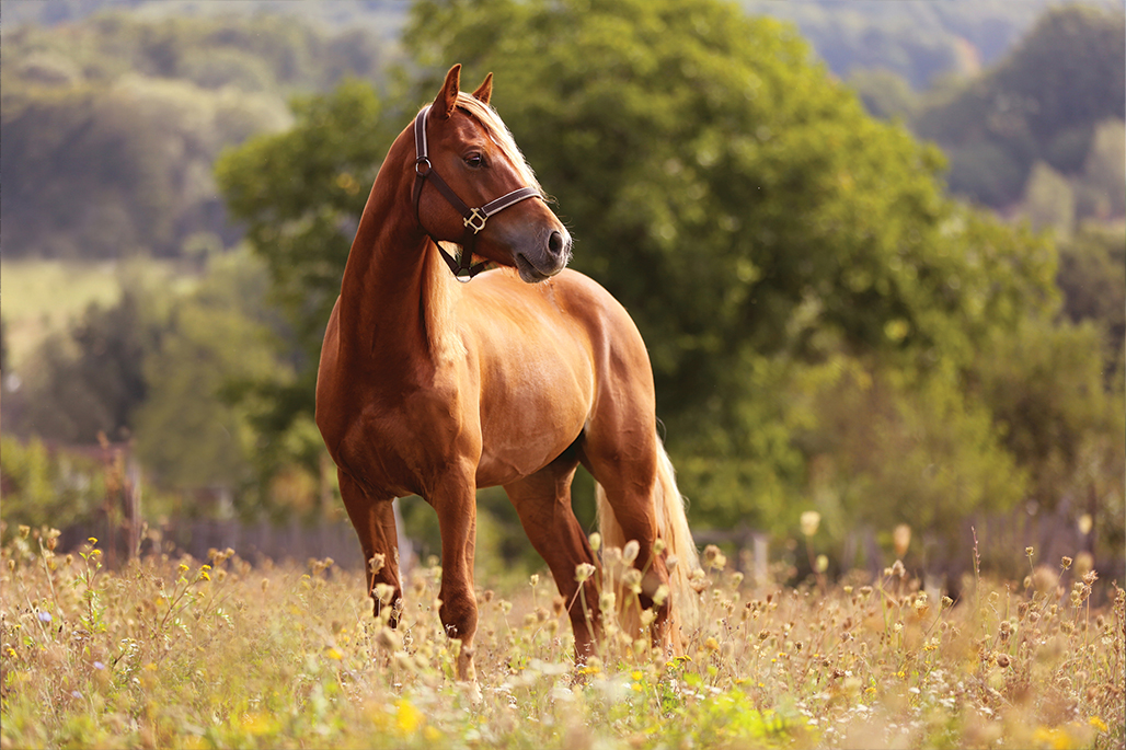 vitamines pour les chevaux