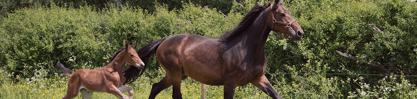 Une poulinière et son poulain galopant ensemble