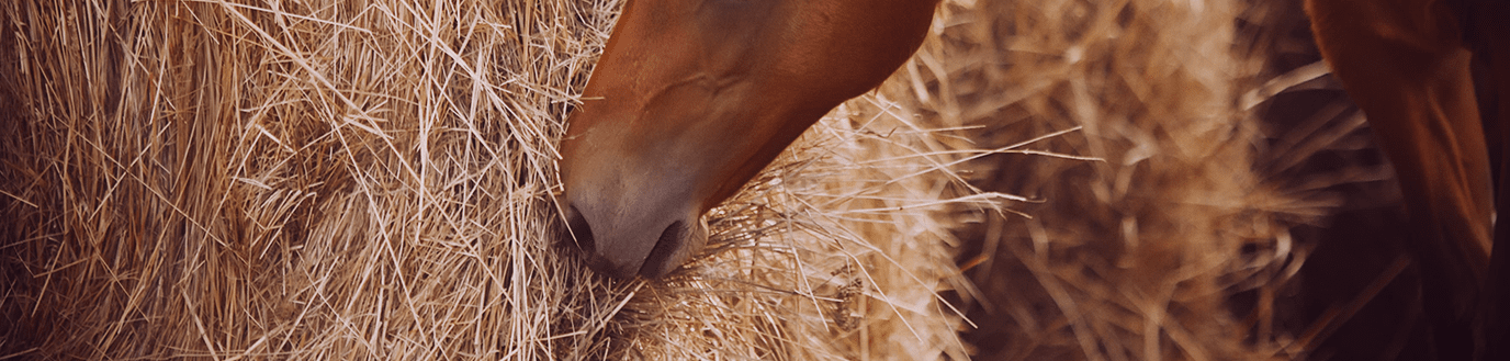 Cheval en train de manger du fourrage