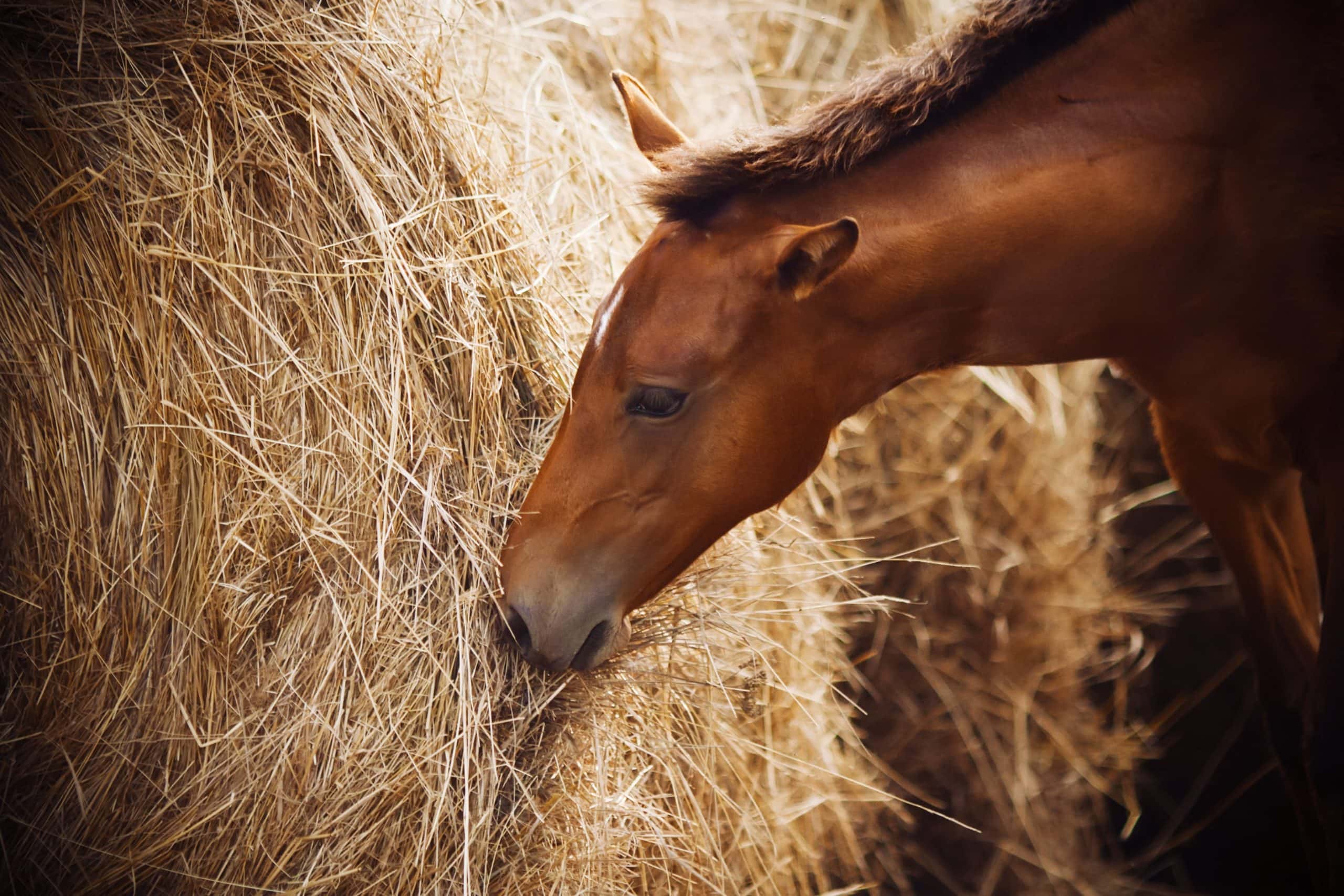 Cheval en train de manger du fourrage