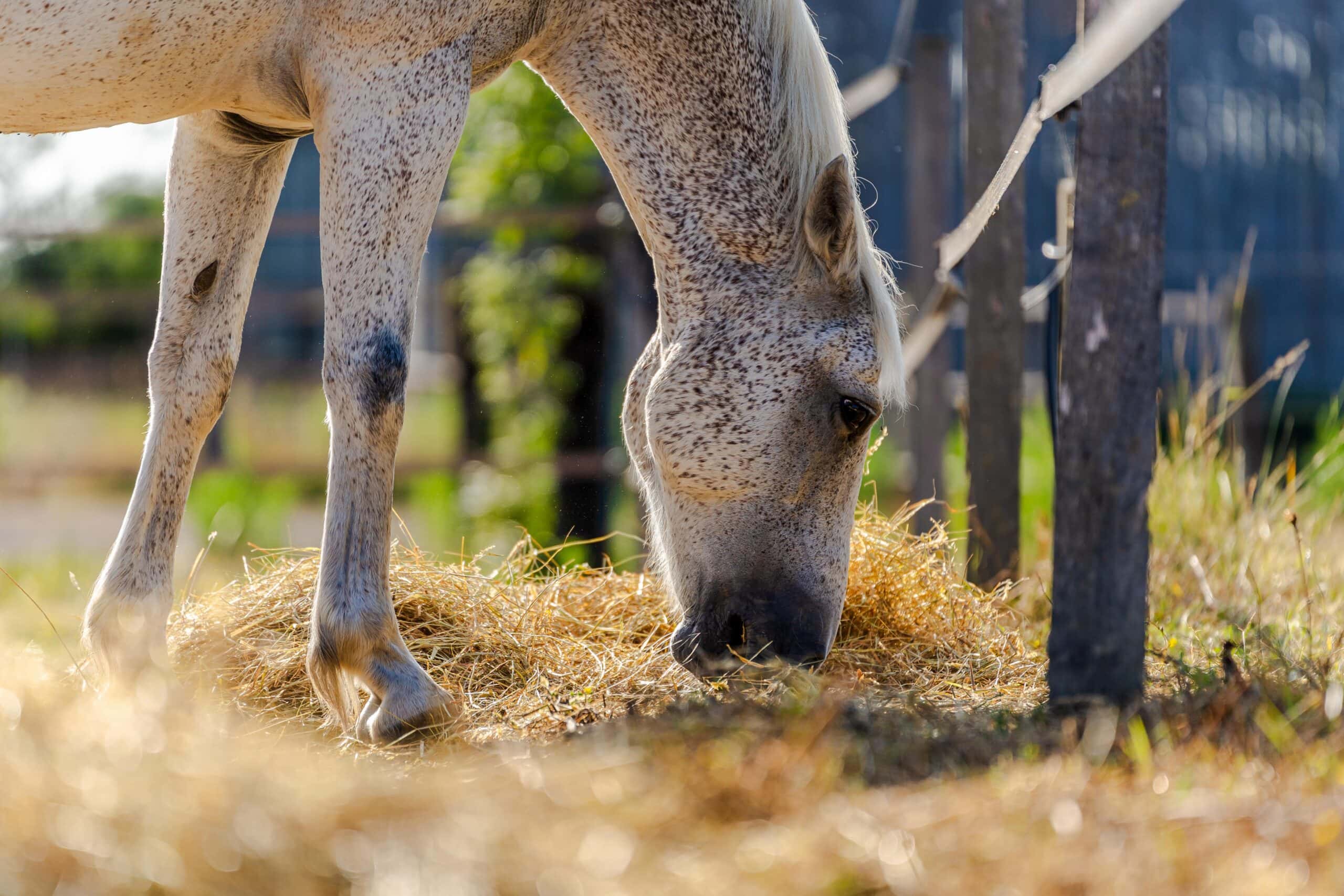 Un cheval mange devant une clôture
