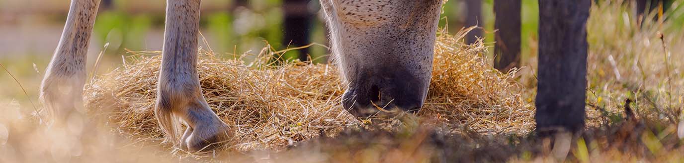 Cheval mangeant devant une clôture