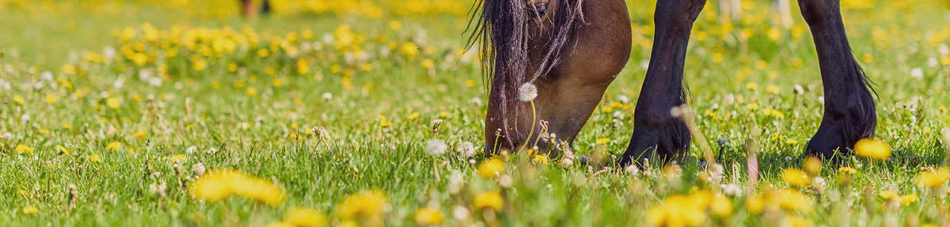 Cheval qui broute de l'herbe dans un pré, au soleil en été.