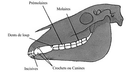 schéma de mâchoire du cheval