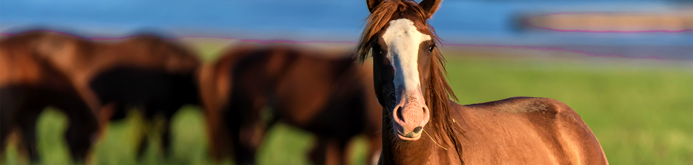 les oligo-éléments dans l'alimentation du cheval