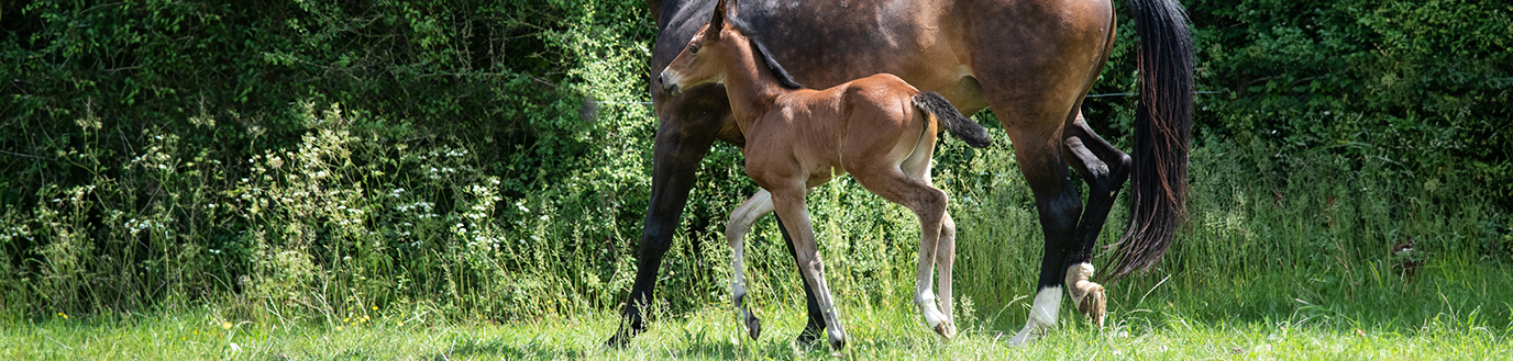 poulain avec sa mère dans un champ