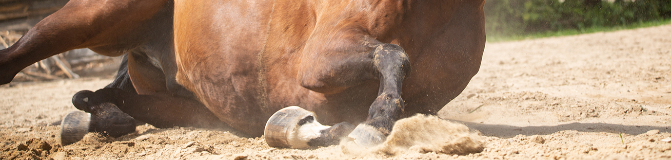 Coliques chez le cheval
