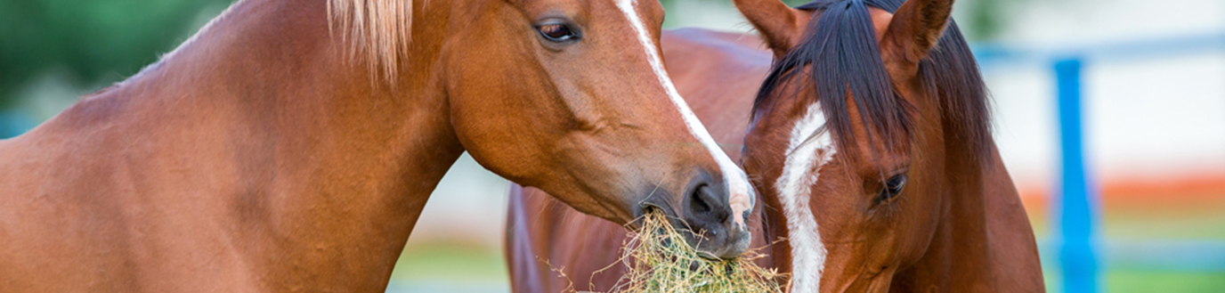 alimentation chevaux