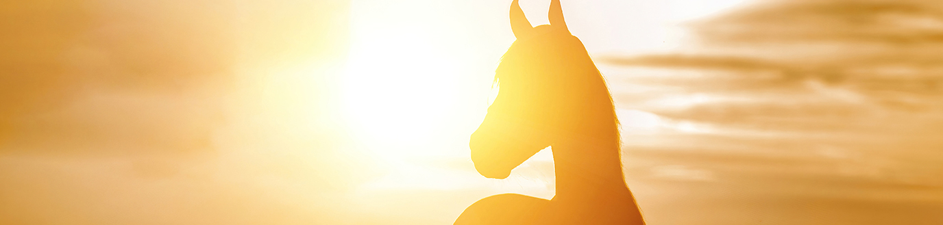 protéger le chevale des fortes chaleurs en été