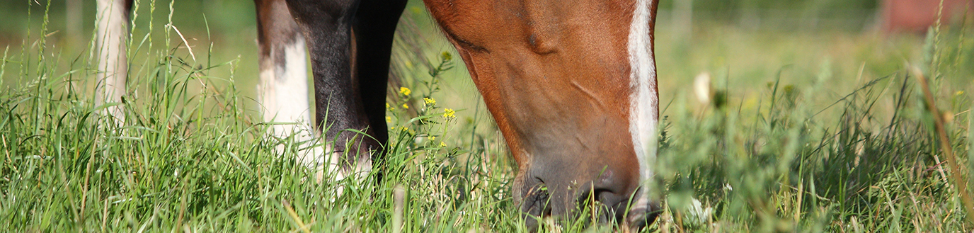 les plantes toxiques pour le cheval