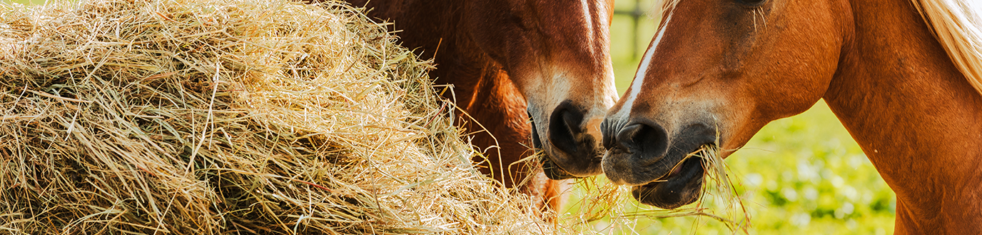 facteurs qualité des fourrages pour le cheval
