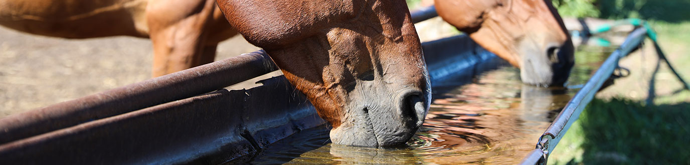 déshydration cheval
